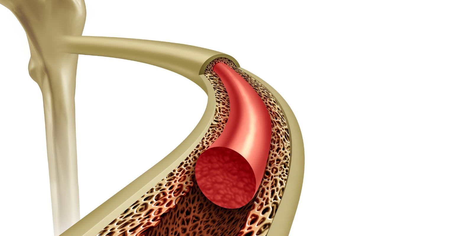 Read more about the article Bone Marrow Transplantation in Istanbul, Turkey